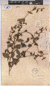 Triumfetta angolensis image