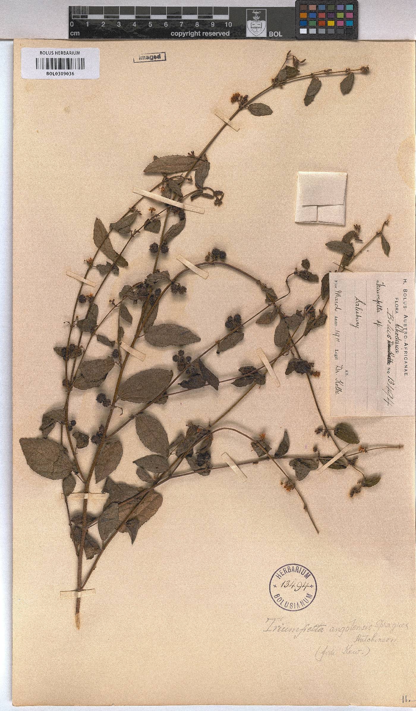 Triumfetta angolensis image