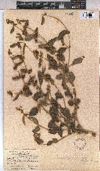 Triumfetta angolensis image