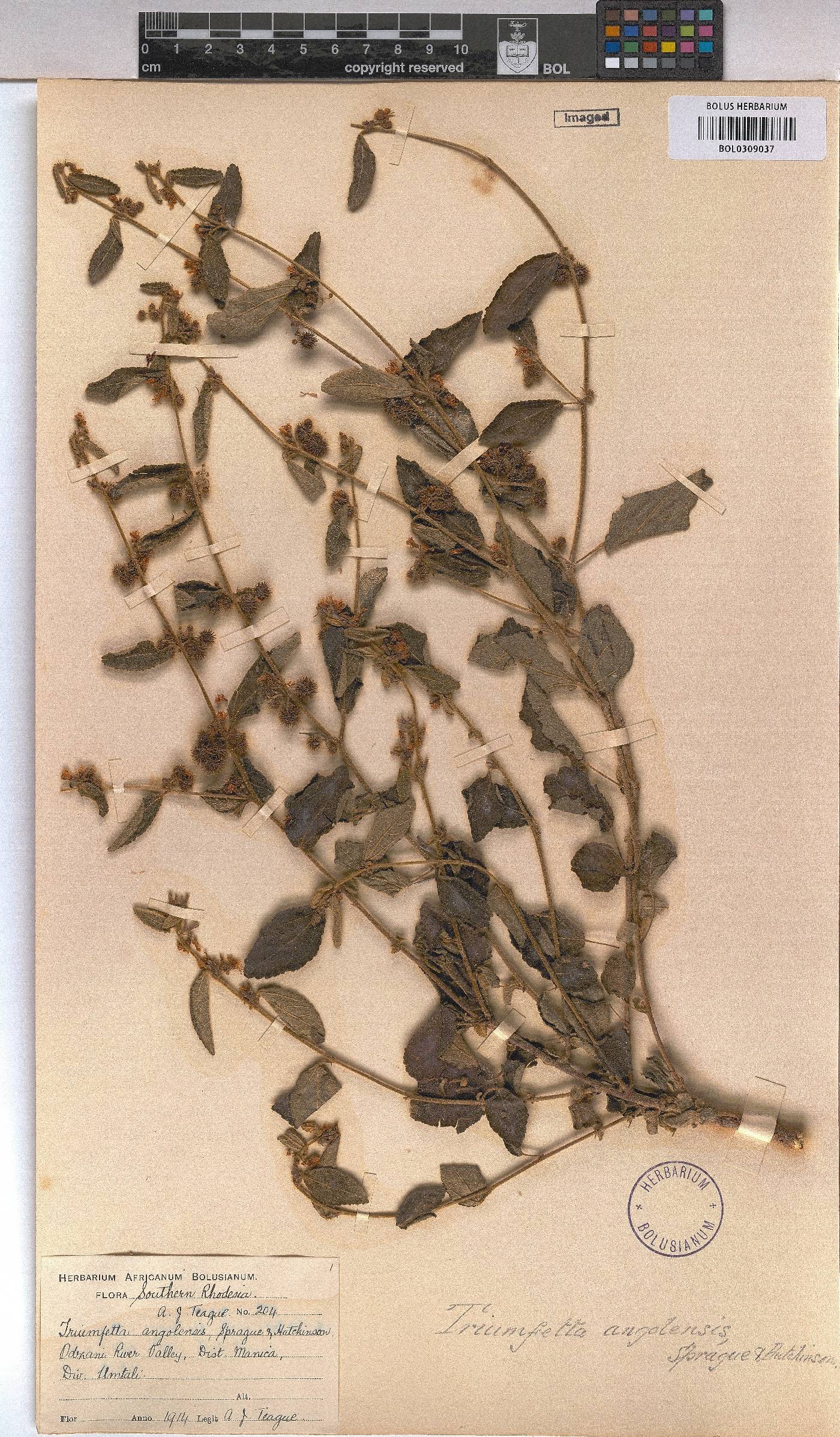 Triumfetta angolensis image