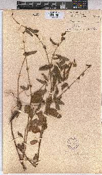 Triumfetta angolensis image
