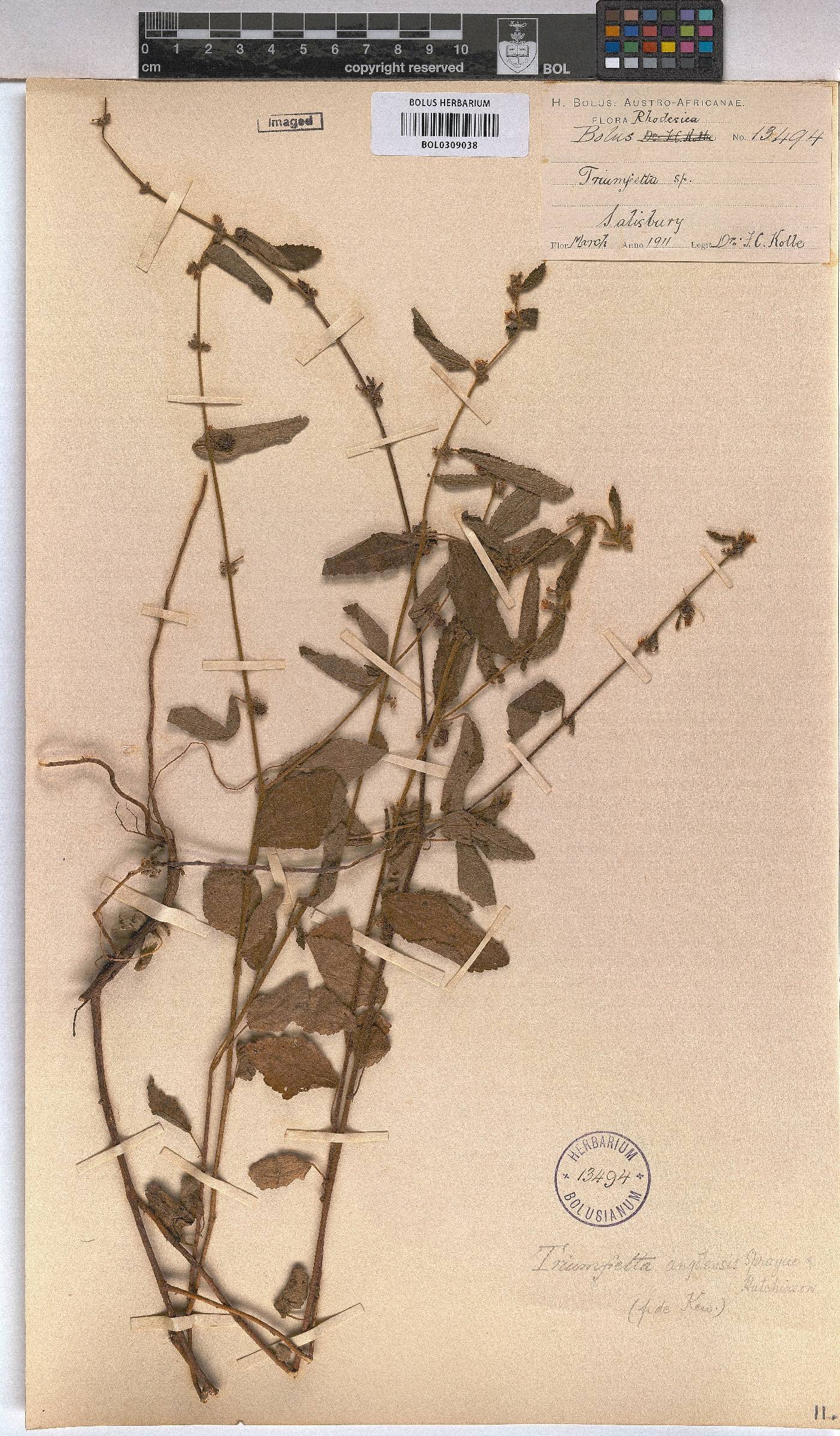 Triumfetta angolensis image