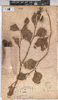 Triumfetta amuletum image