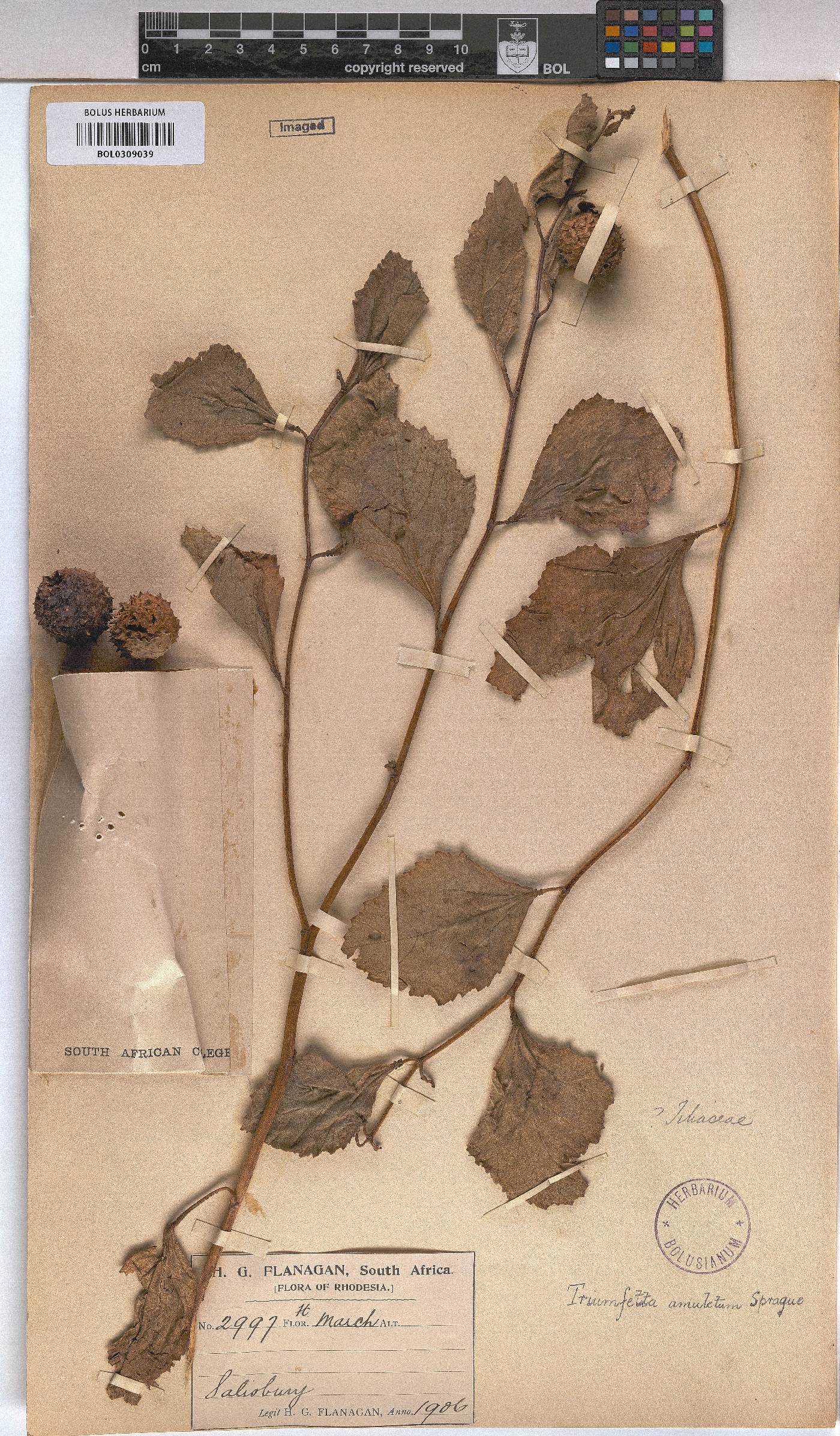 Triumfetta amuletum image