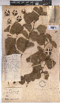 Triumfetta amuletum image