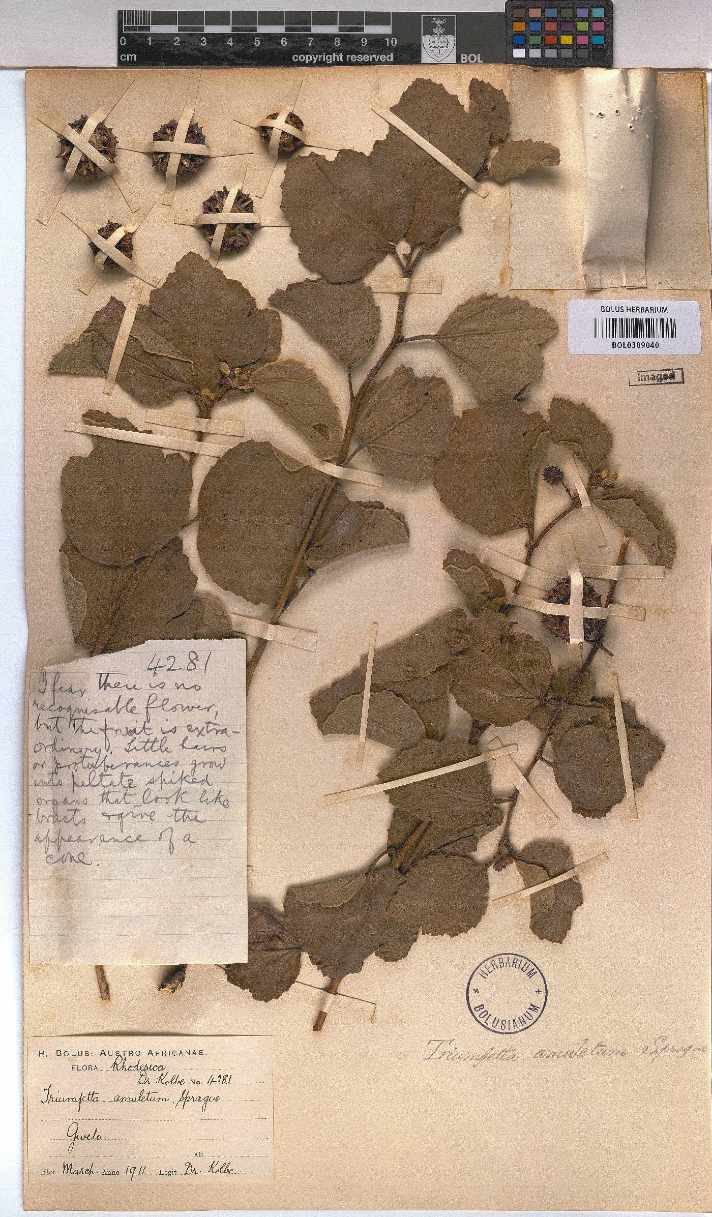 Triumfetta amuletum image
