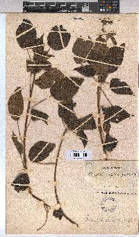 Image of Triumfetta cordifolia