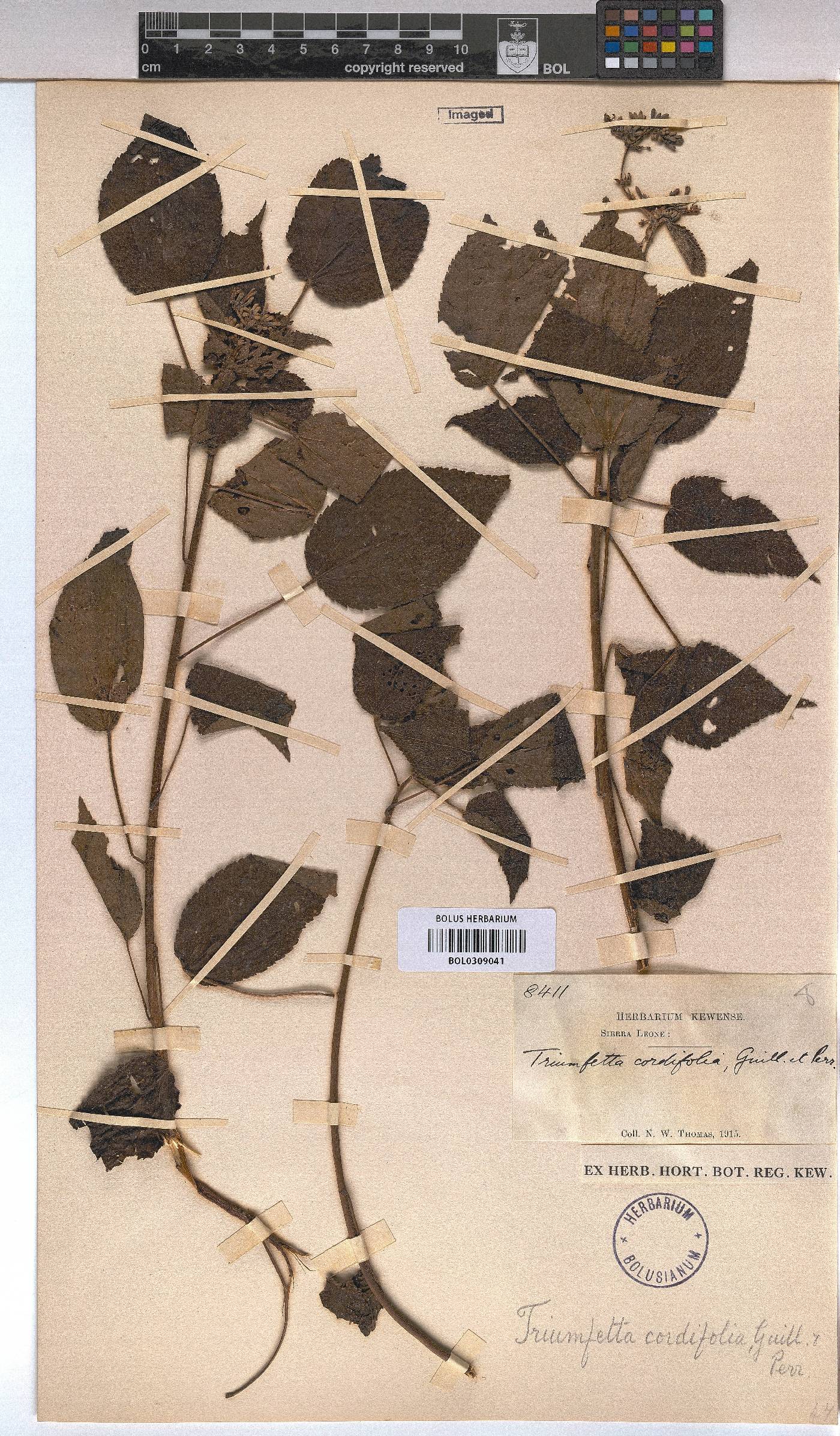 Triumfetta cordifolia image