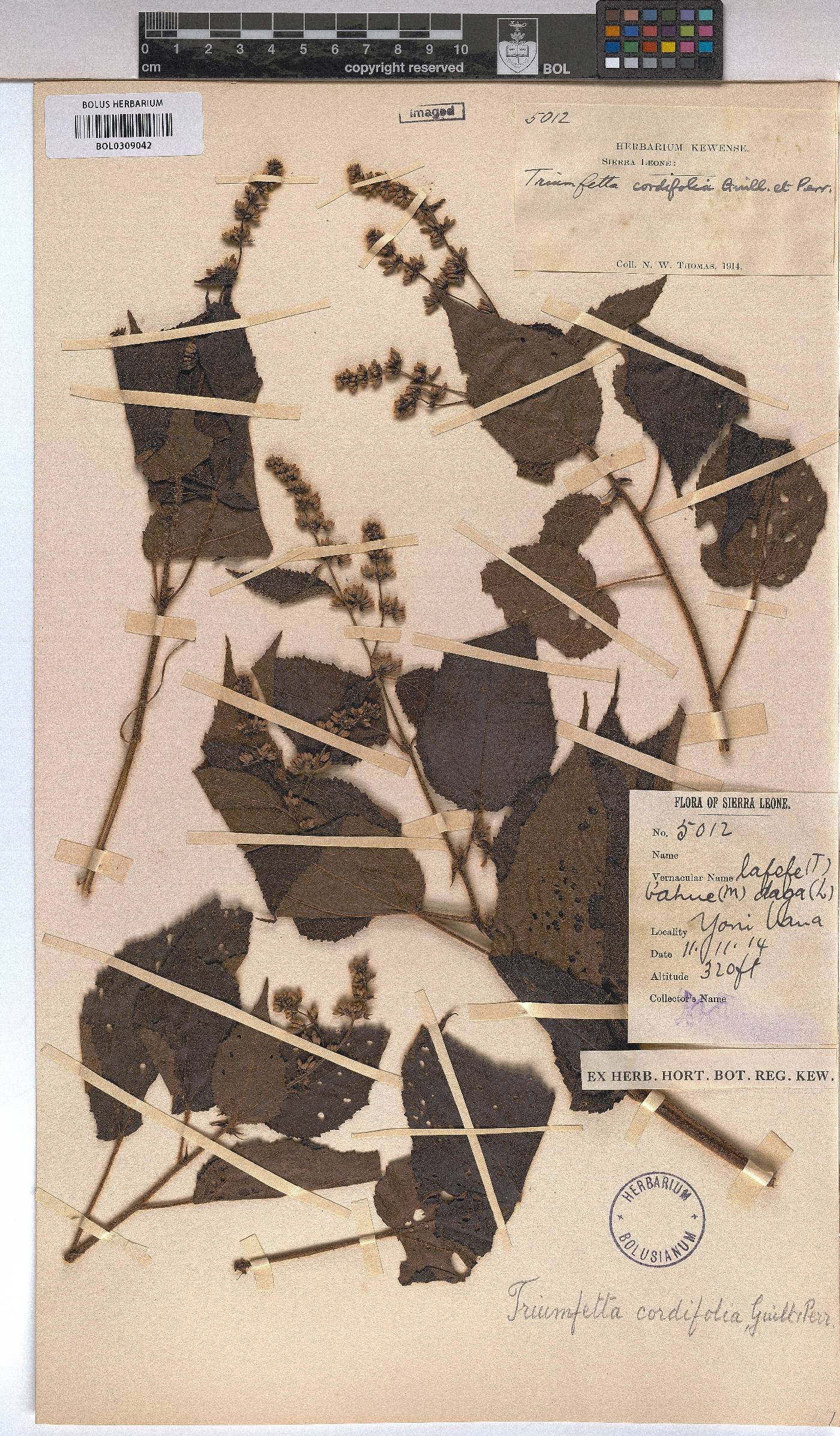 Triumfetta cordifolia image