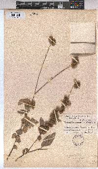 Image of Triumfetta dekindtiana