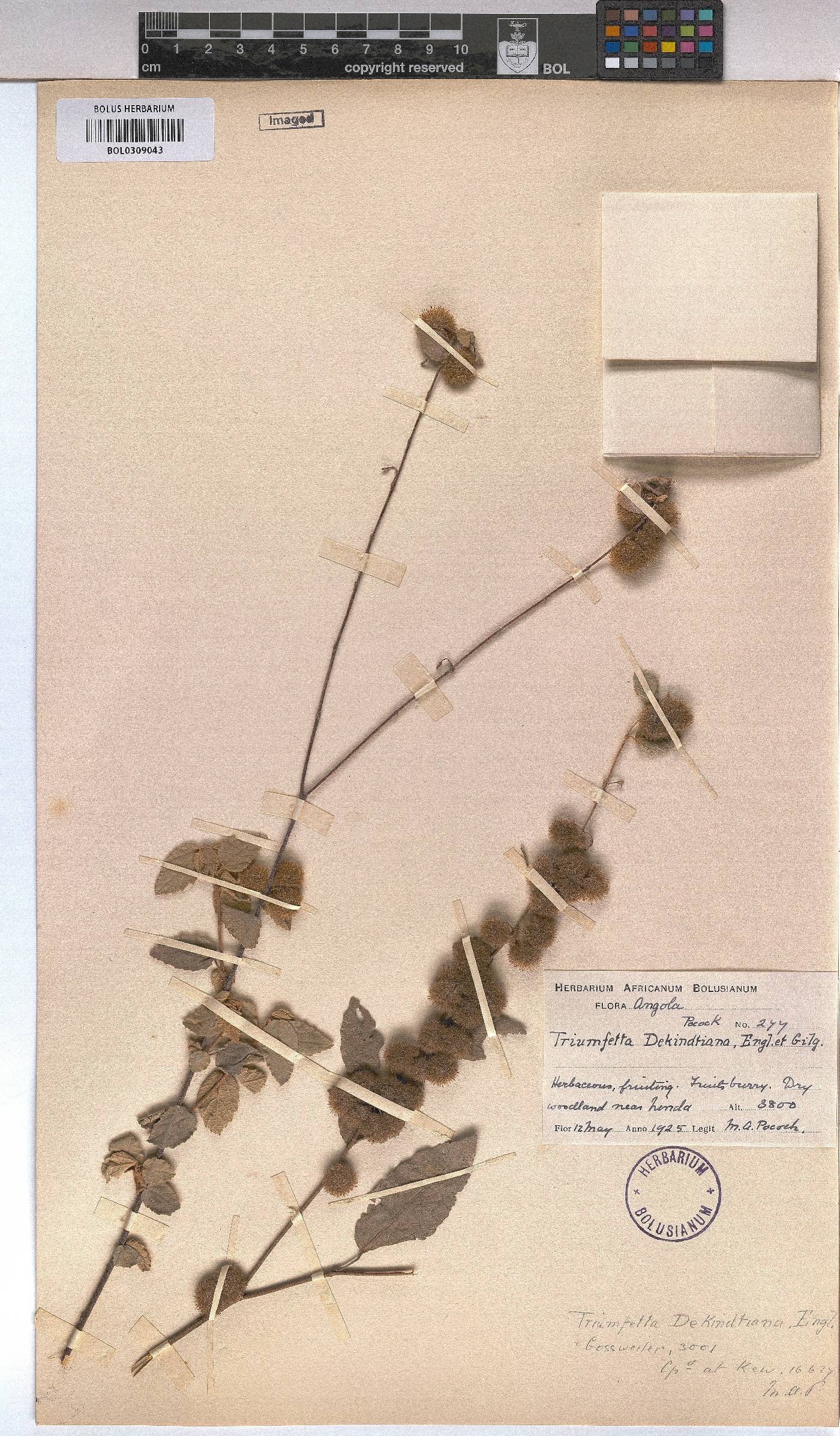 Triumfetta dekindtiana image
