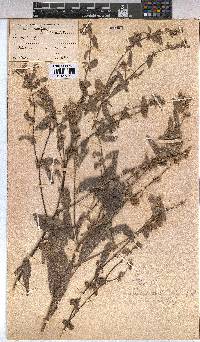 Triumfetta dekindtiana image