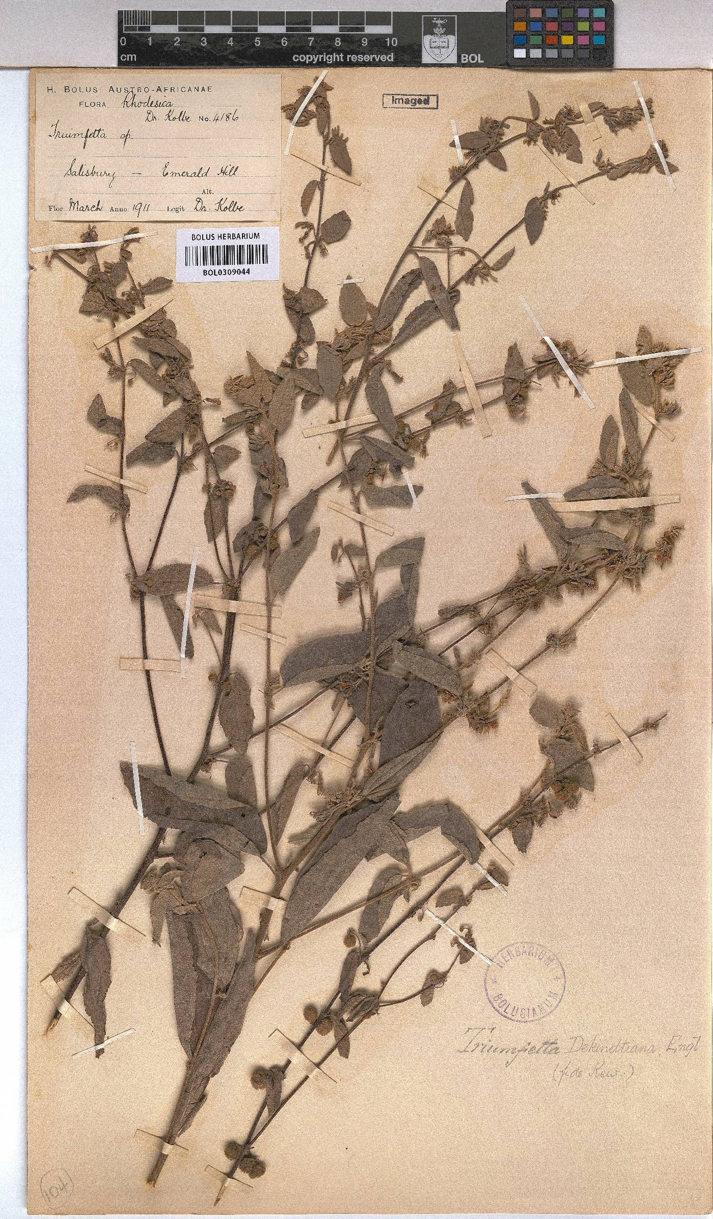 Triumfetta dekindtiana image