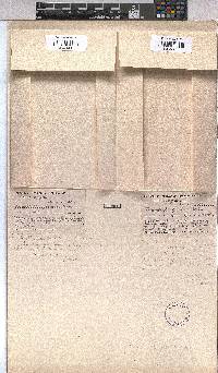 Triumfetta geoides image