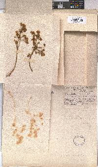 Triumfetta geoides image