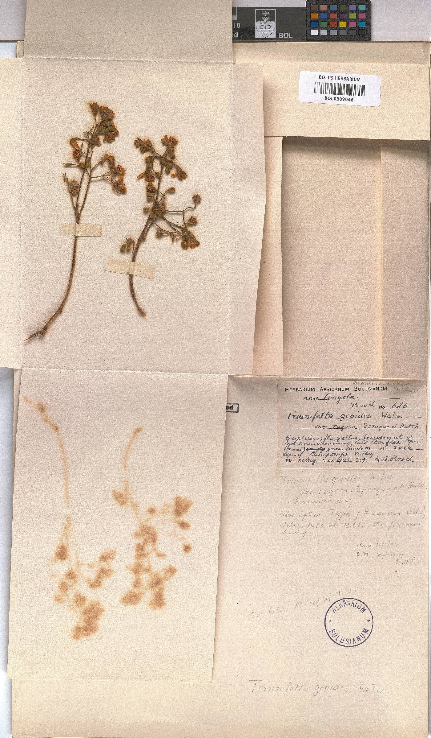 Triumfetta geoides image