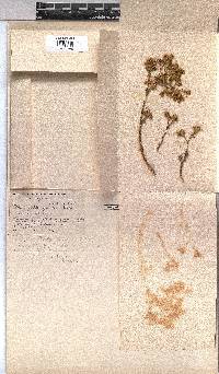Triumfetta geoides image