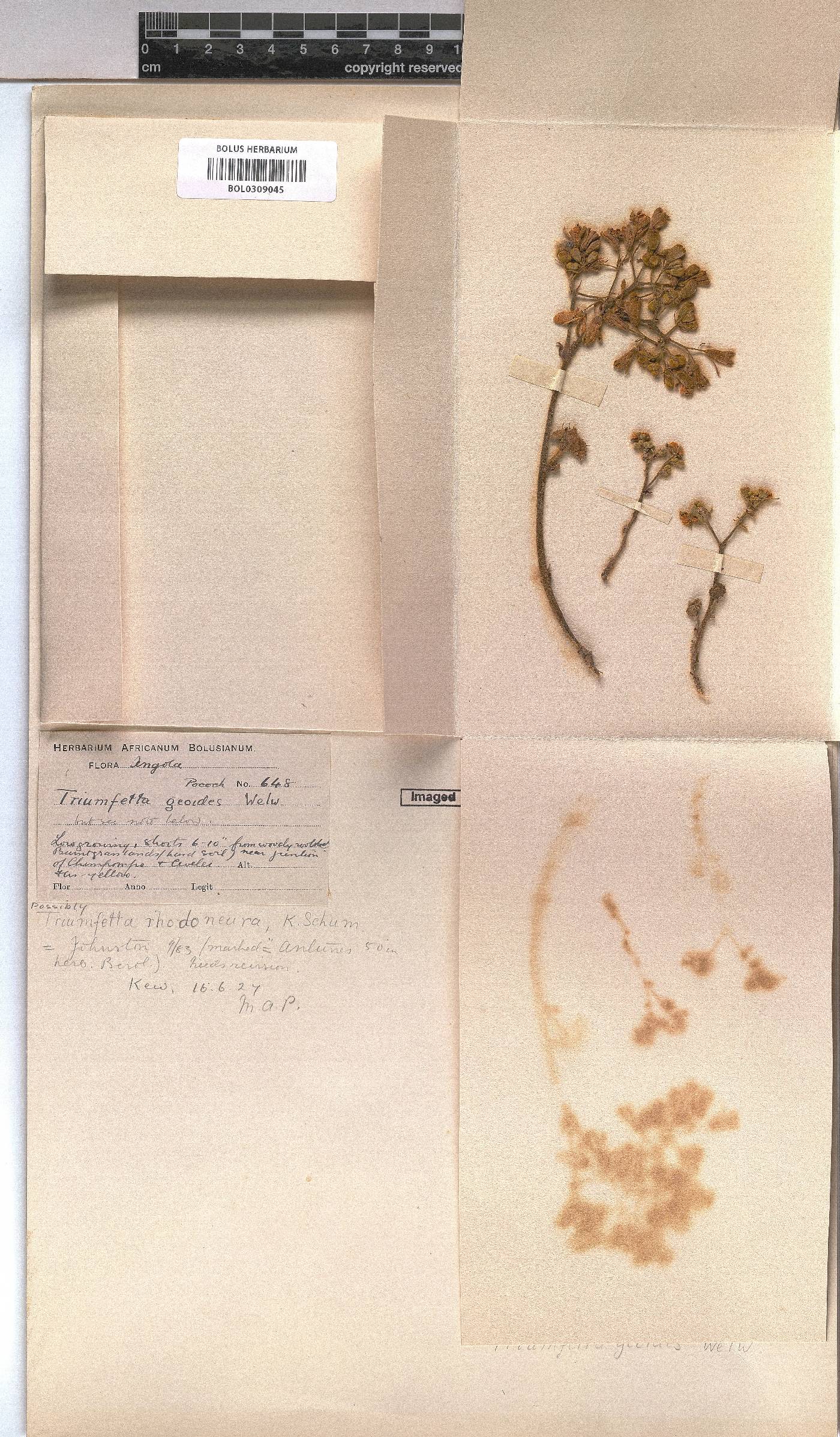 Triumfetta geoides image