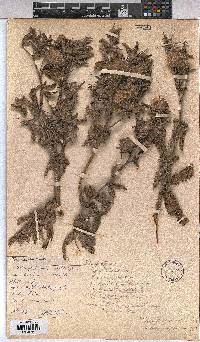 Image of Triumfetta macrocoma
