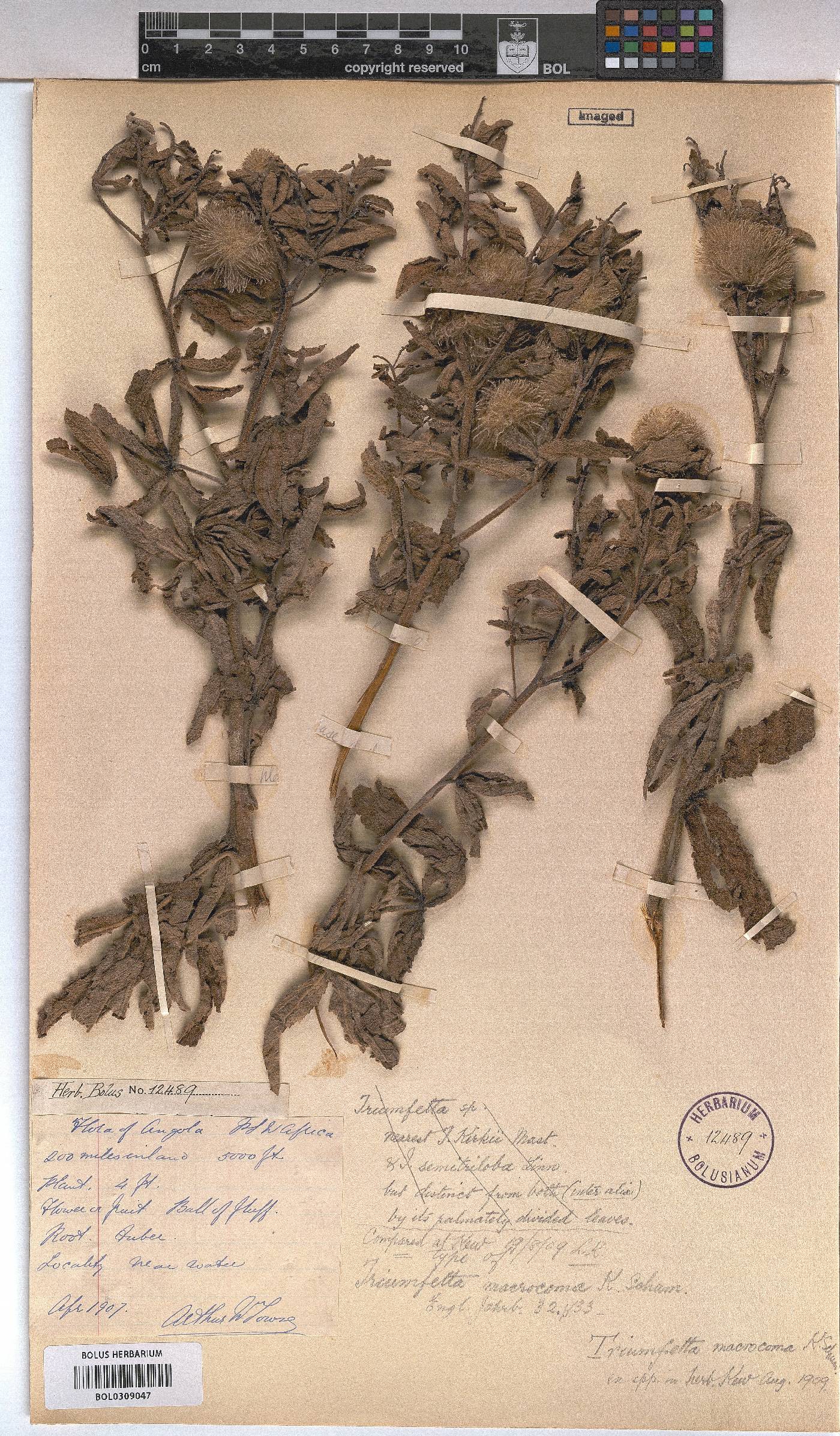 Triumfetta macrocoma image