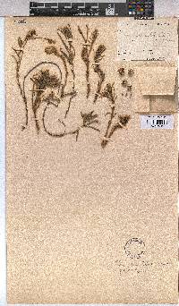 Triumfetta welwitschii image
