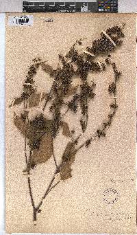 Triumfetta semitriloba image