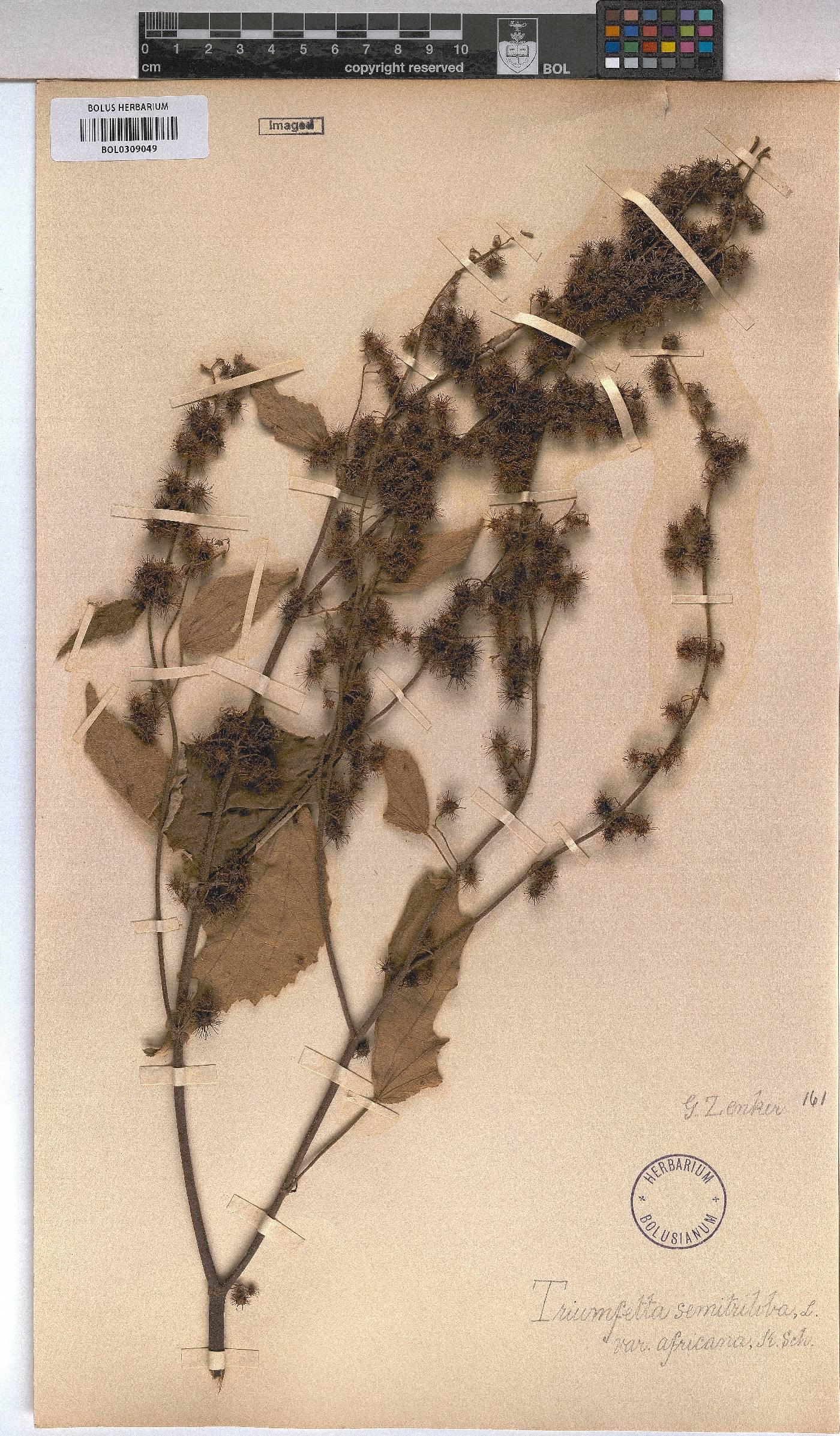 Triumfetta semitriloba image