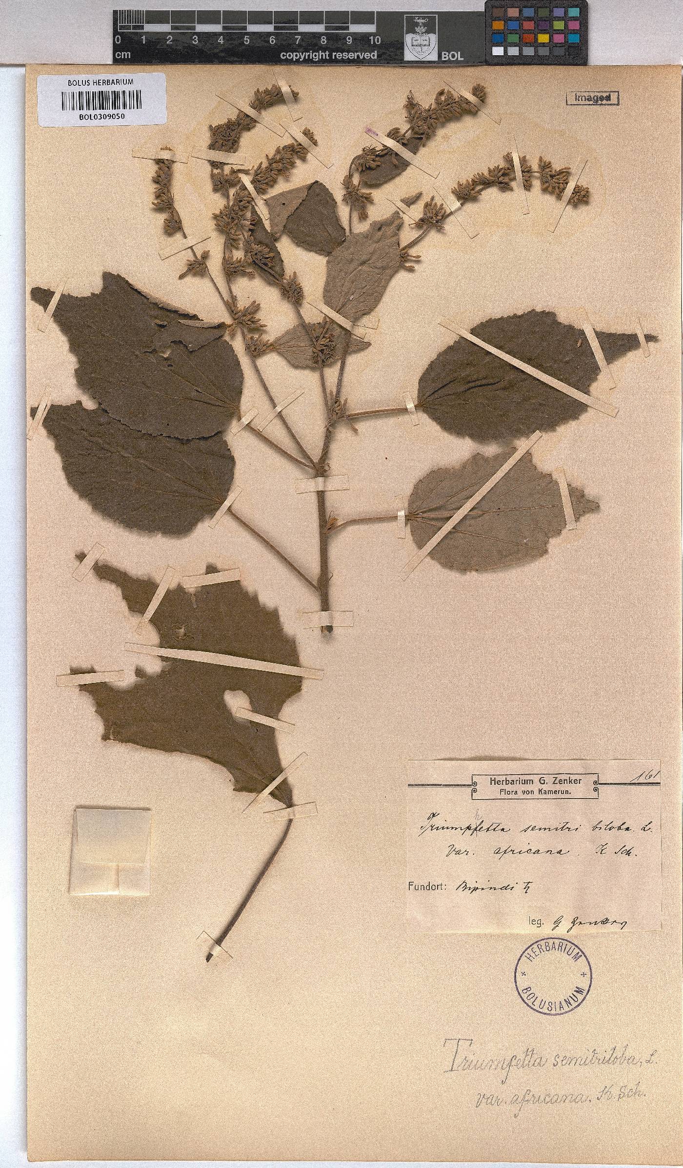 Triumfetta semitriloba image