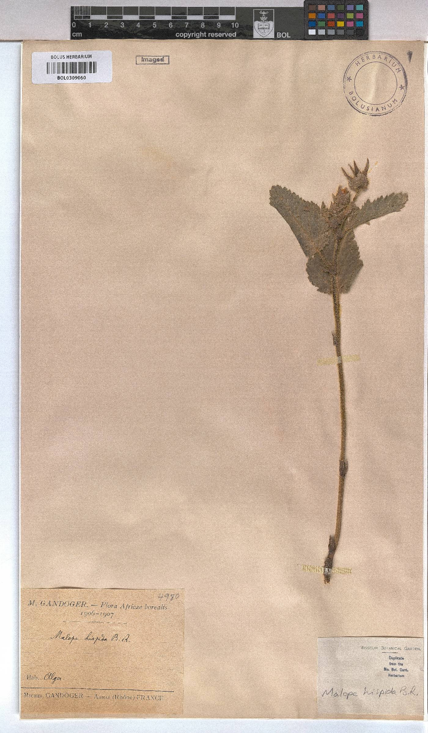 Malope image