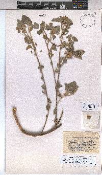 Image of Abutilon austro-africanum
