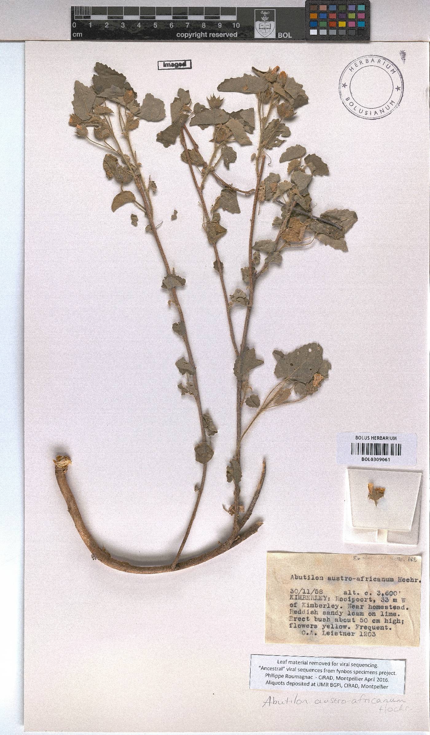 Abutilon austro-africanum image