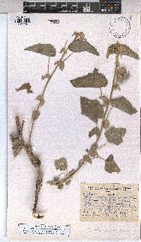 Abutilon austro-africanum image