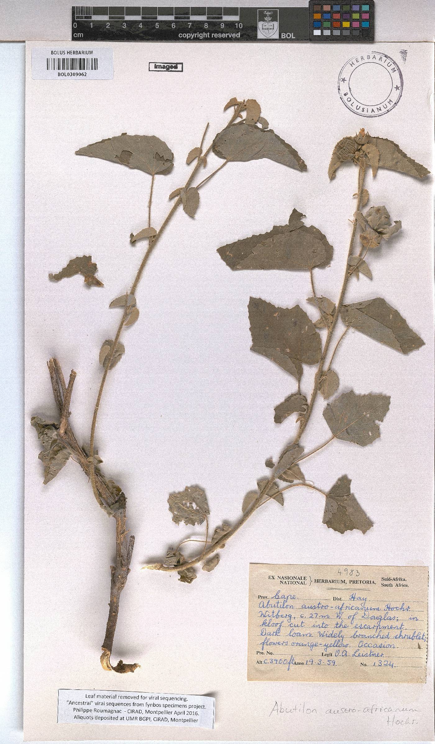 Abutilon austro-africanum image