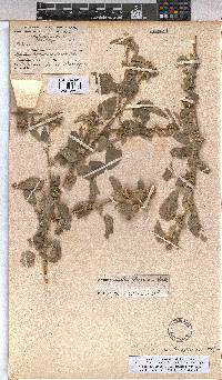 Abutilon austro-africanum image
