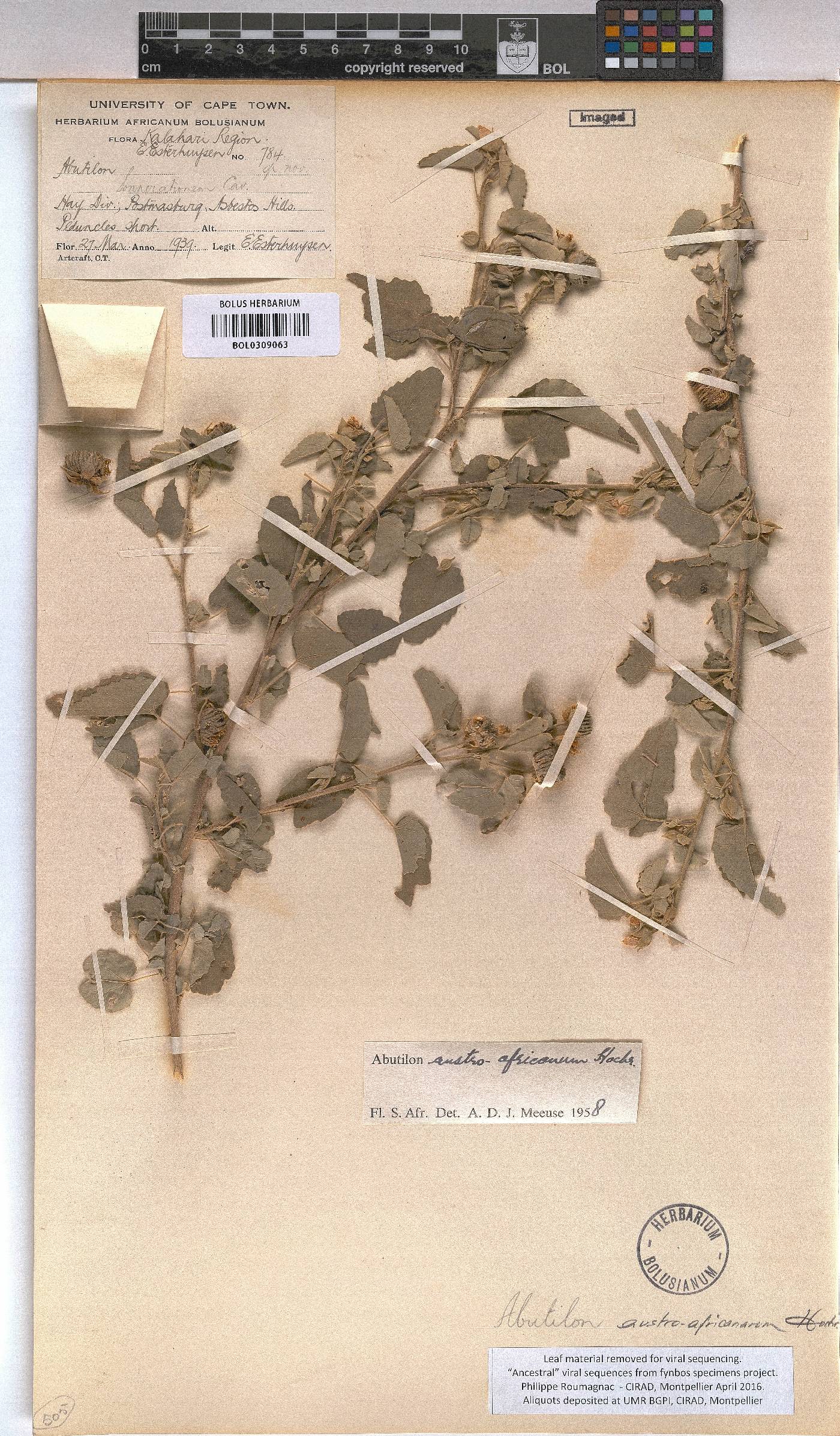 Abutilon austro-africanum image