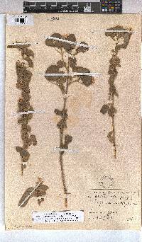 Abutilon austro-africanum image
