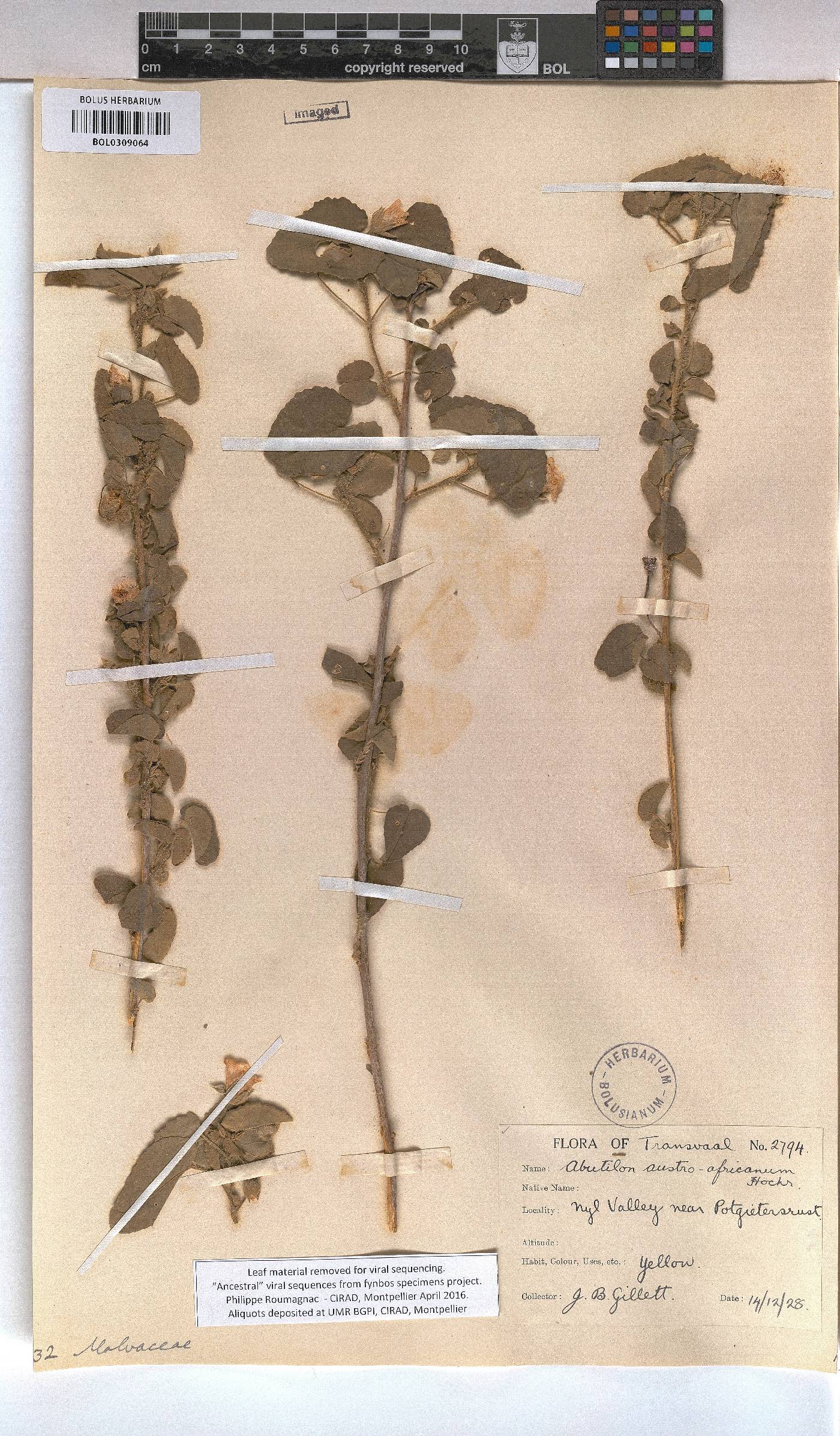 Abutilon austro-africanum image