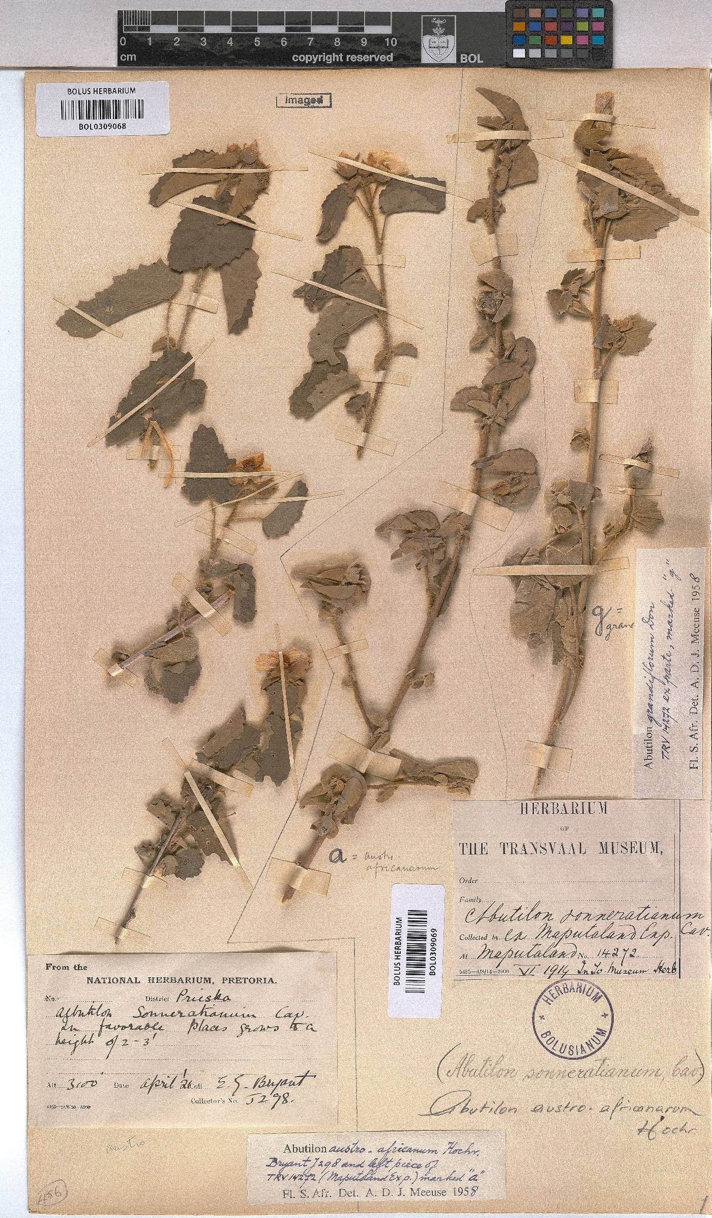 Abutilon austro-africanum image