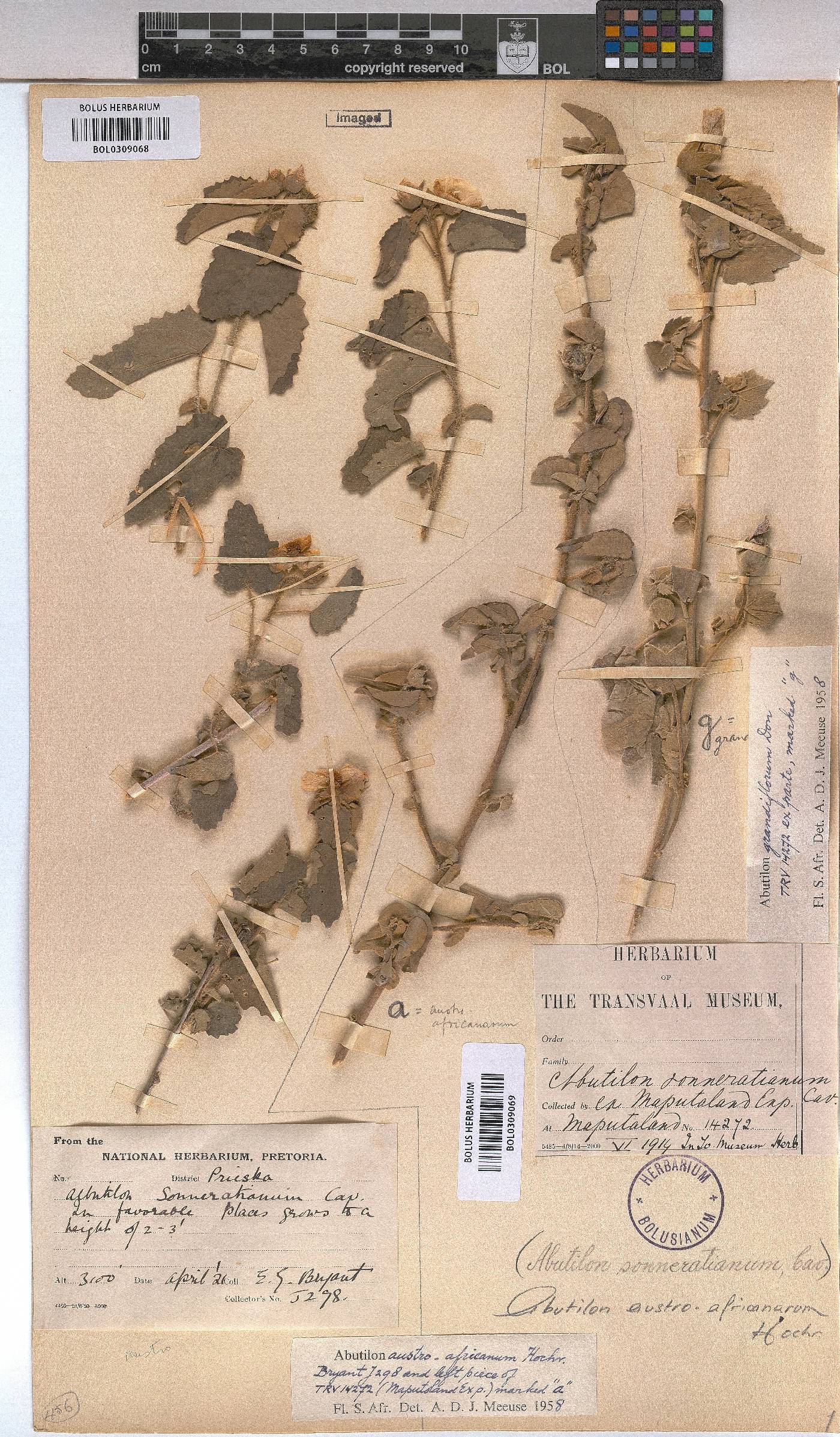 Abutilon austro-africanum image