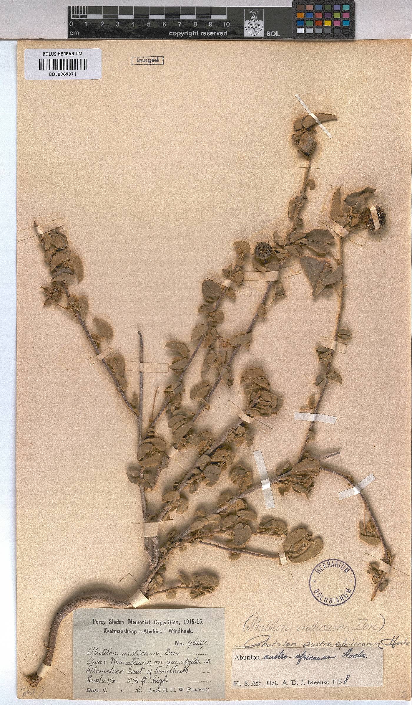 Abutilon austro-africanum image