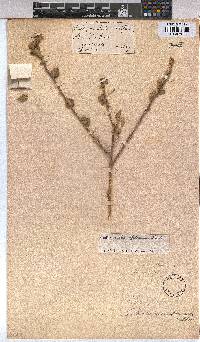 Abutilon austro-africanum image