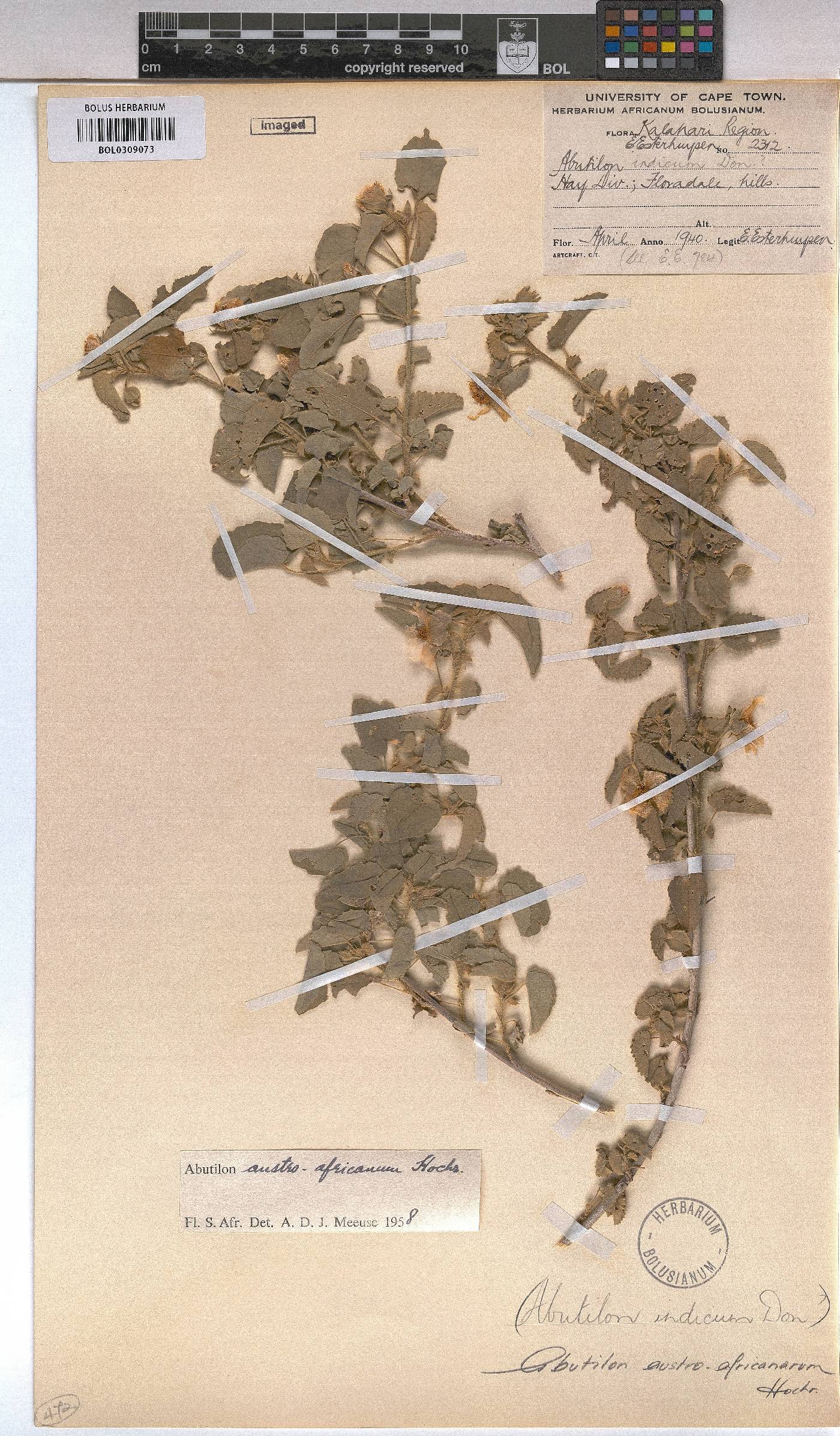 Abutilon austro-africanum image