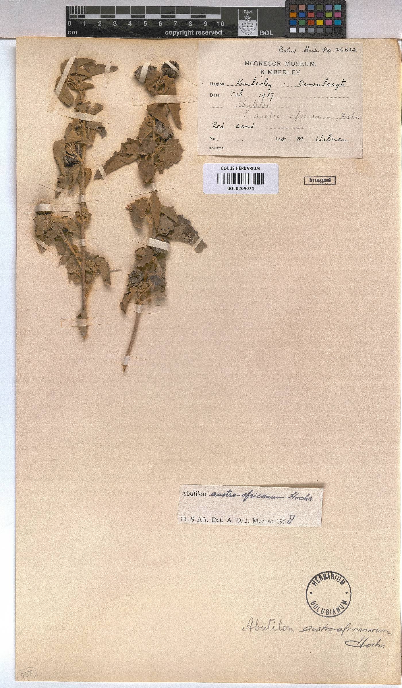 Abutilon austro-africanum image