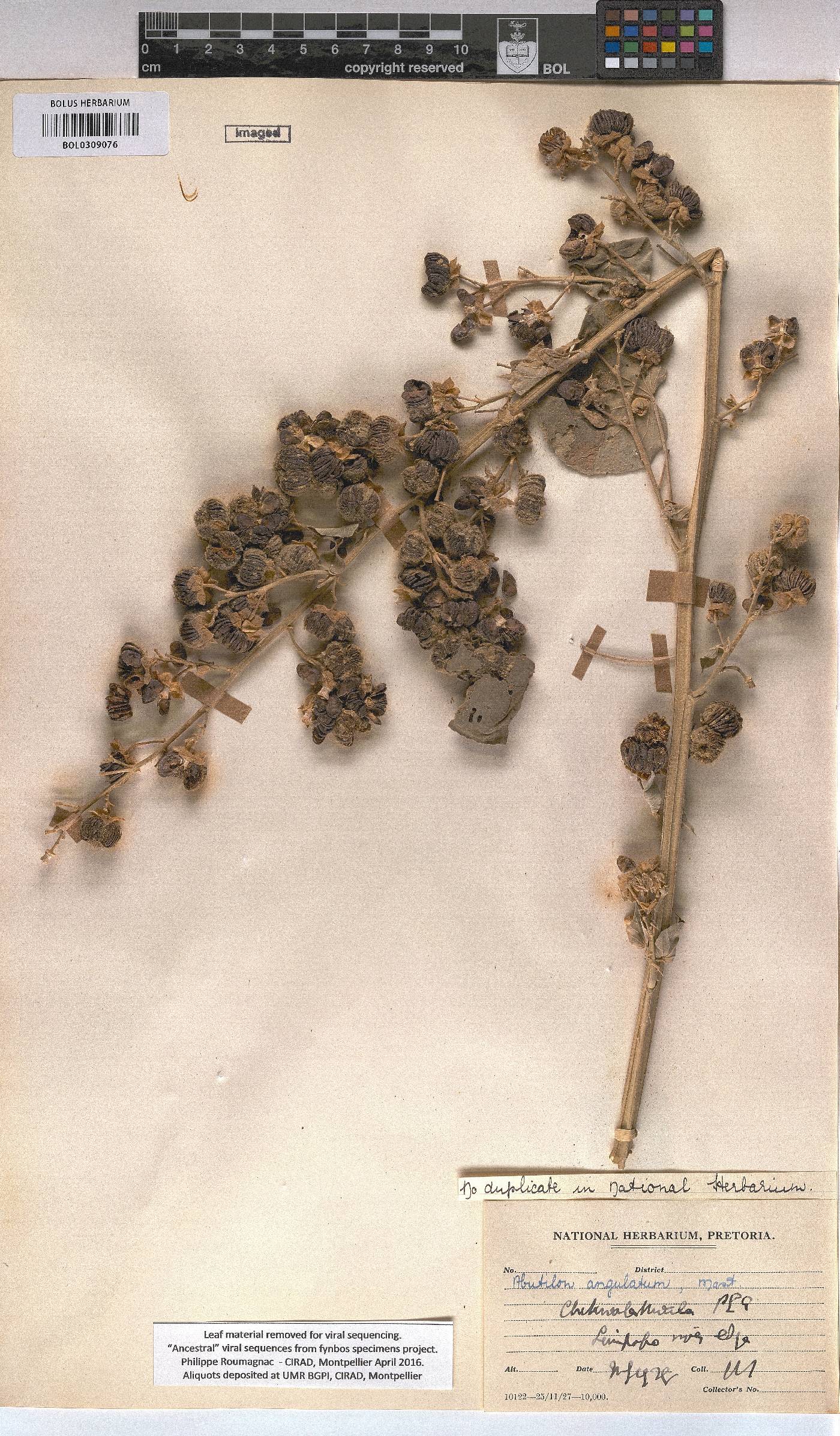 Abutilon angulatum image