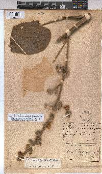 Abutilon angulatum image