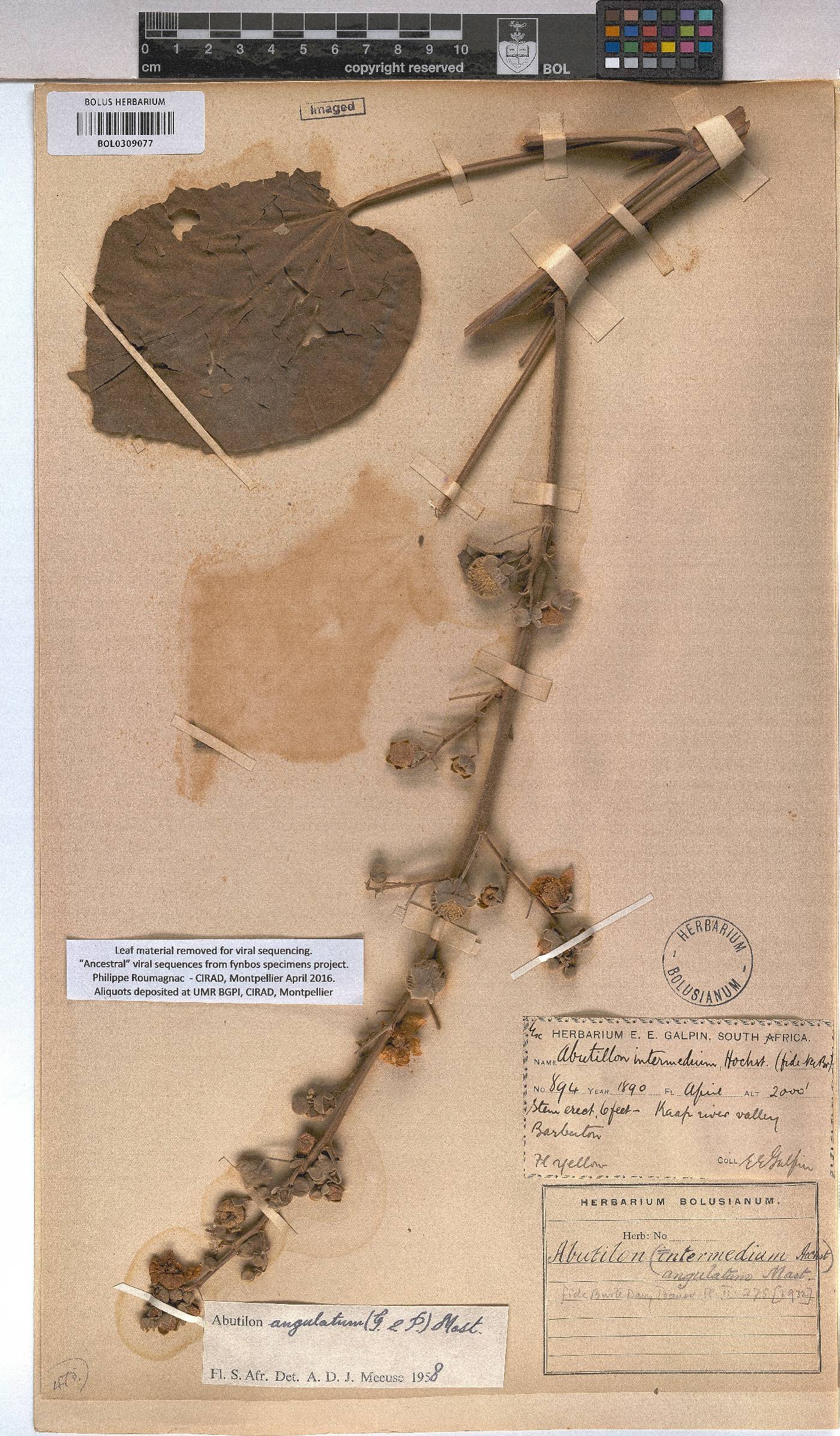 Abutilon angulatum image