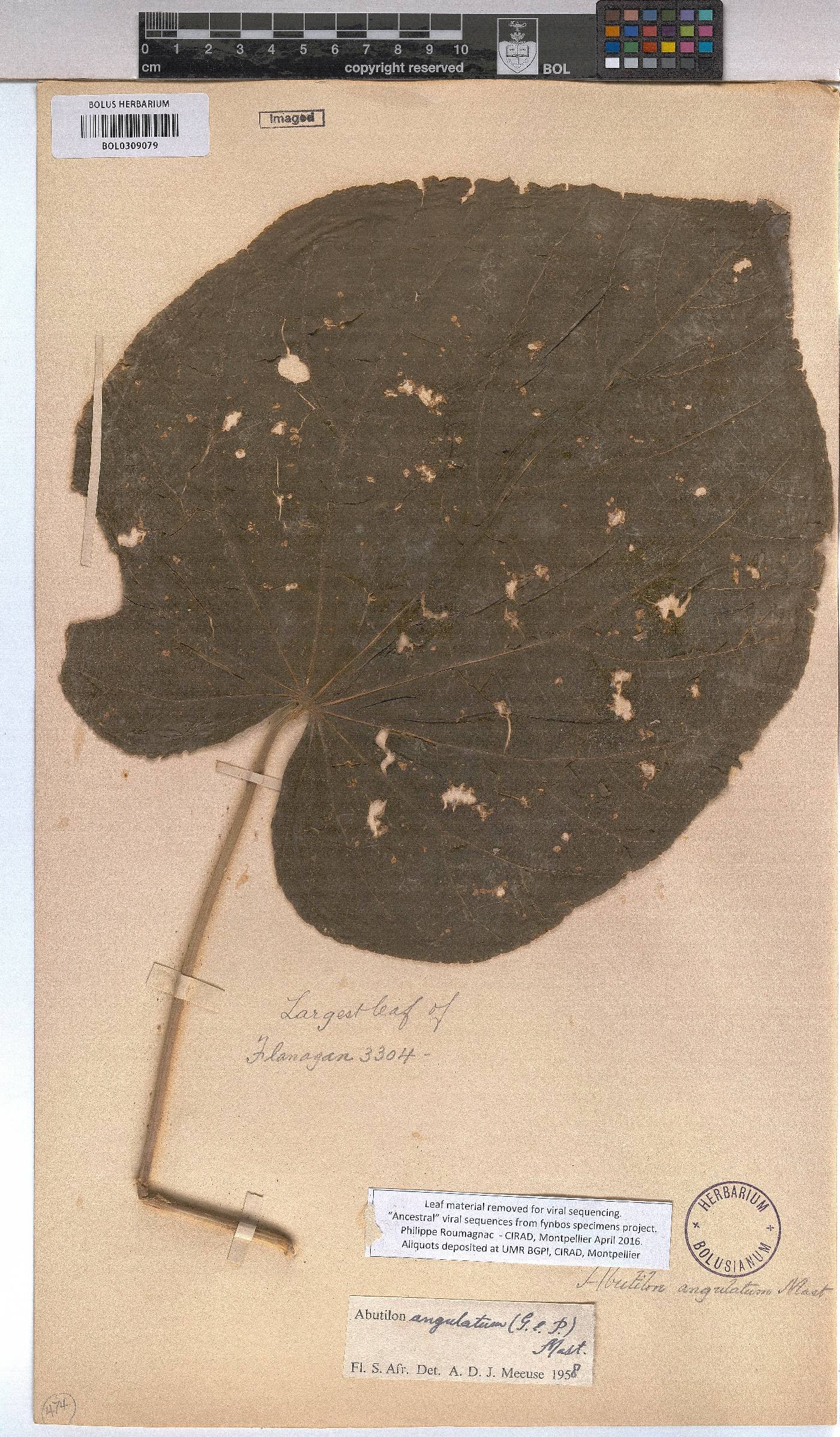 Abutilon angulatum image