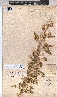 Abutilon dinteri image