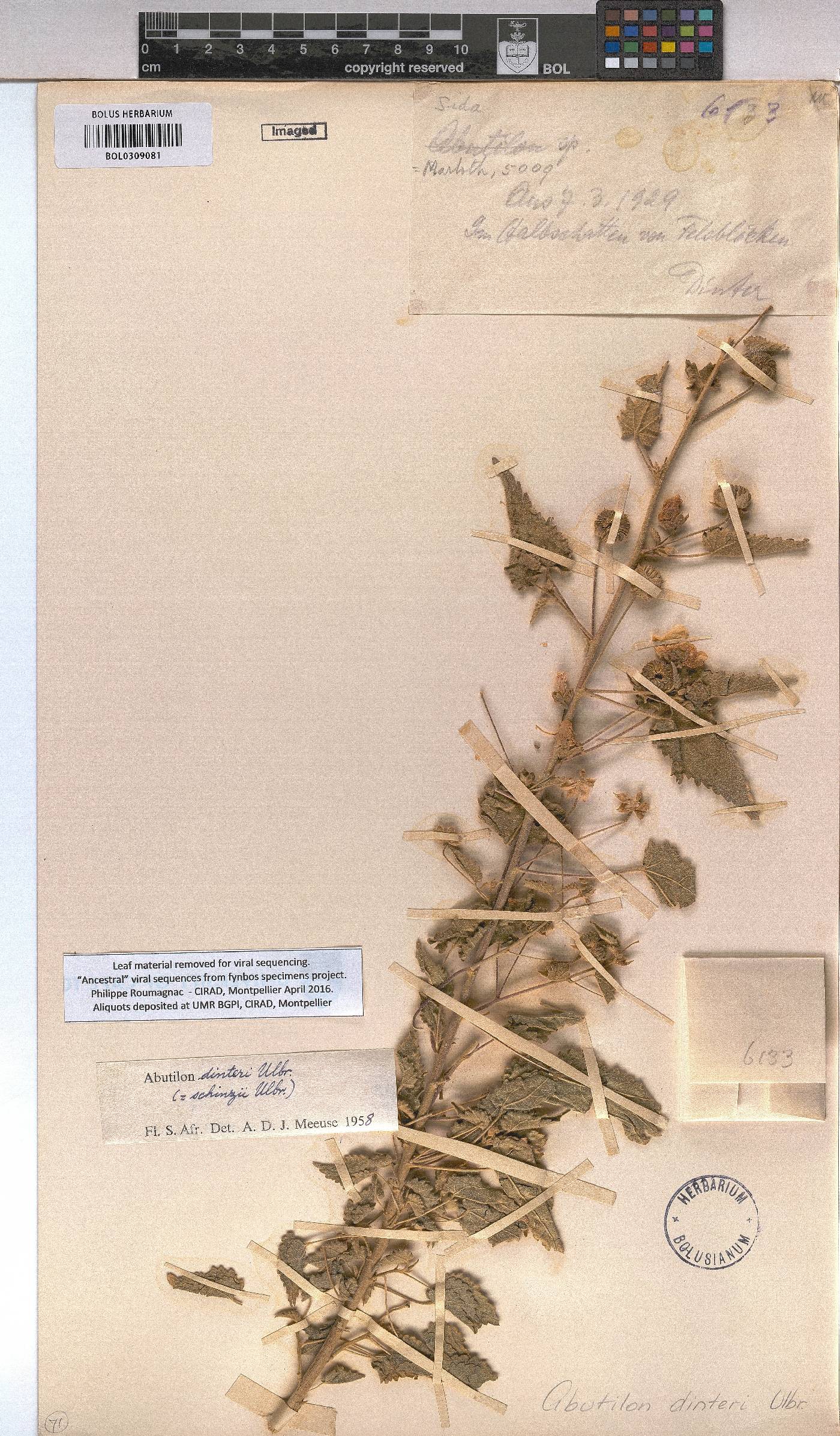 Abutilon dinteri image