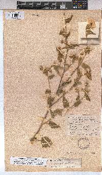 Abutilon dinteri image
